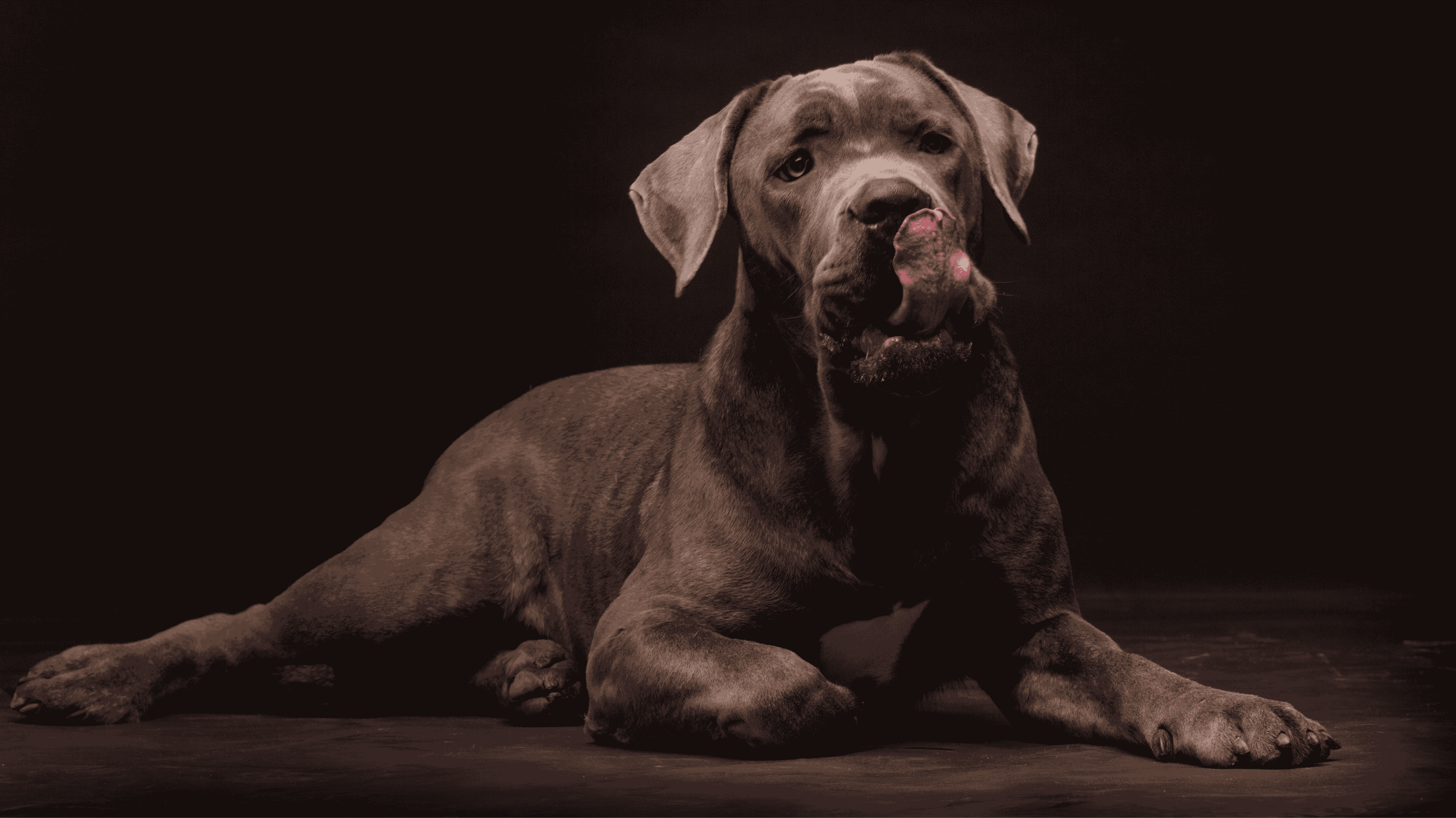dog licking his lips